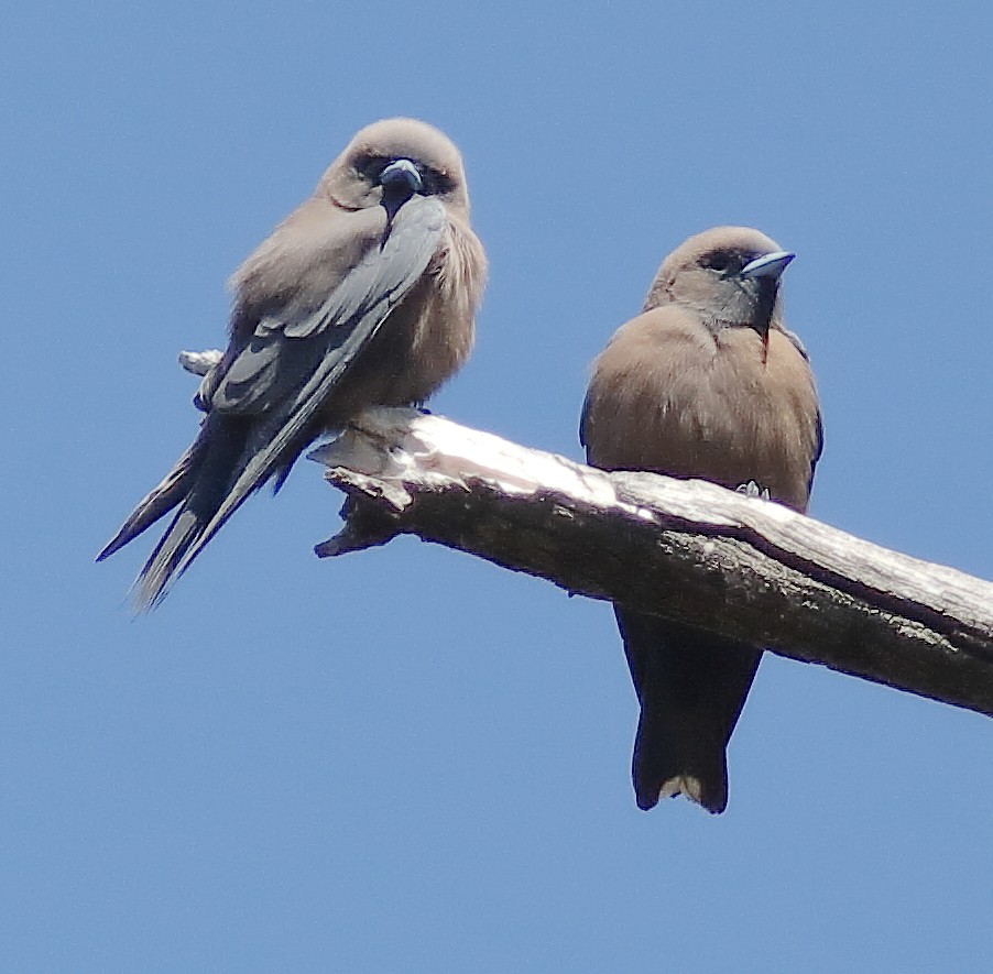 Little Woodswallow - ML622153827