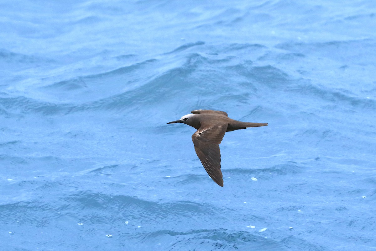 Lesser Noddy - ML622153830