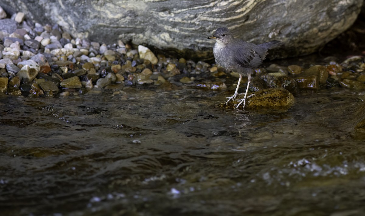 American Dipper - ML622153833