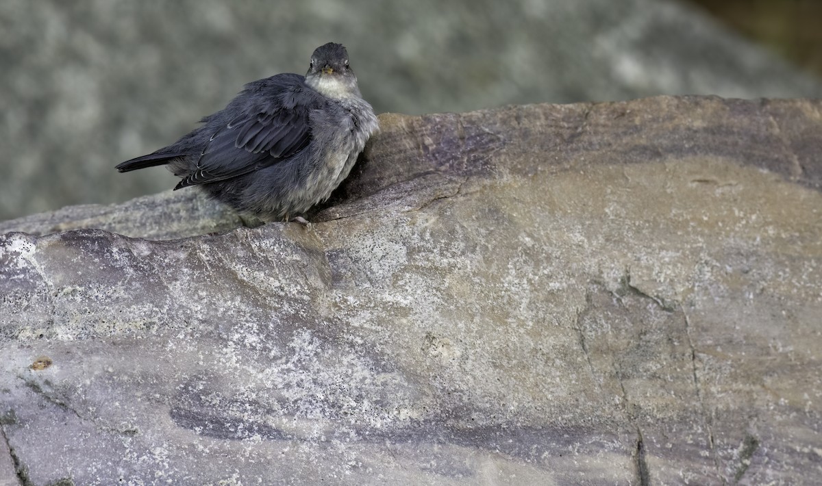 American Dipper - ML622153834