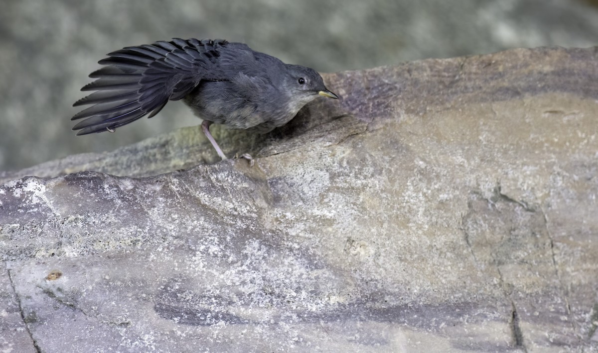 American Dipper - ML622153835