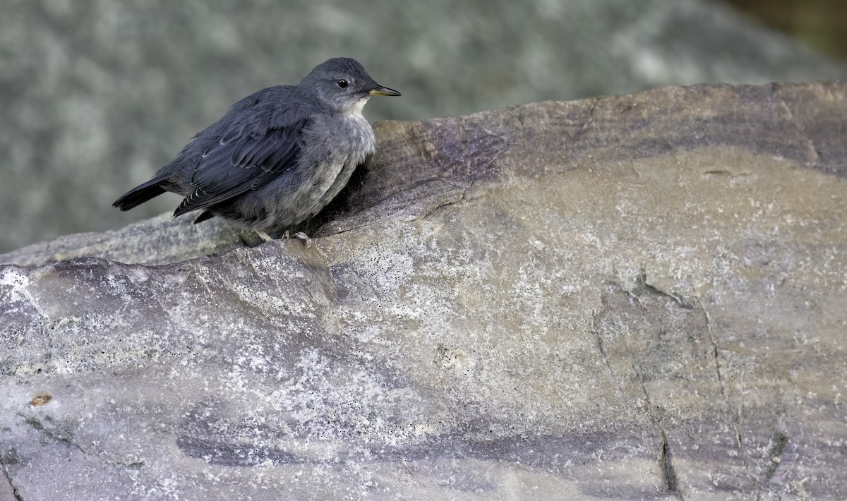 American Dipper - ML622153836