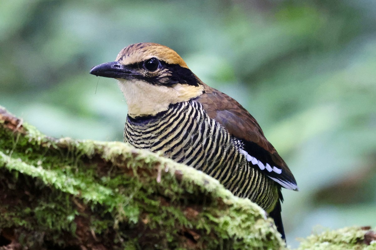 Javan Banded-Pitta - ML622153838