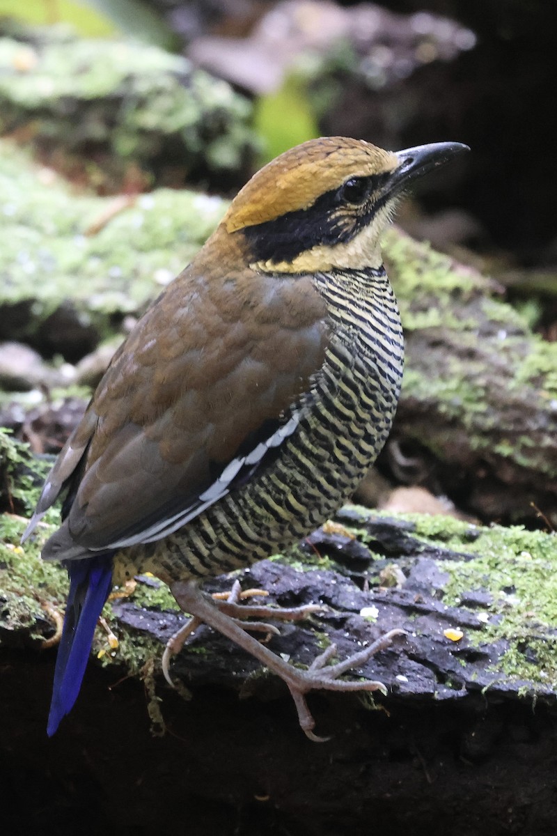 Javan Banded-Pitta - ML622153839