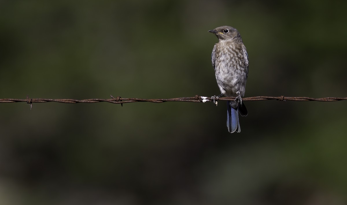 Mountain Bluebird - ML622153840