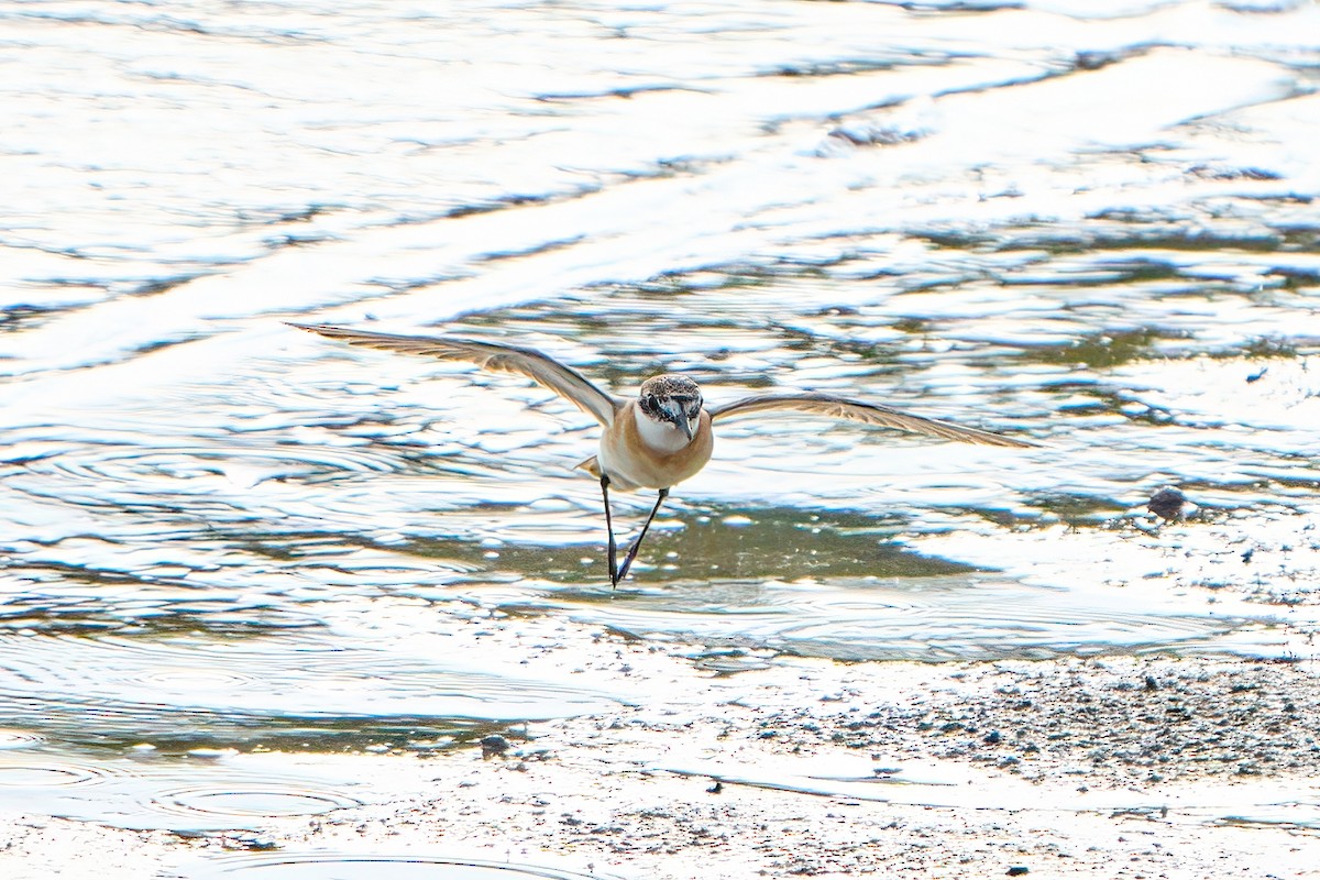 Tibetan Sand-Plover - ML622153874