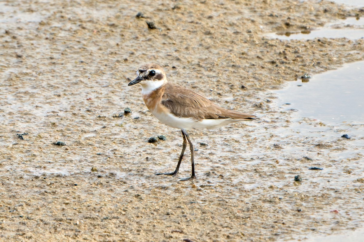 Tibetan Sand-Plover - ML622153875