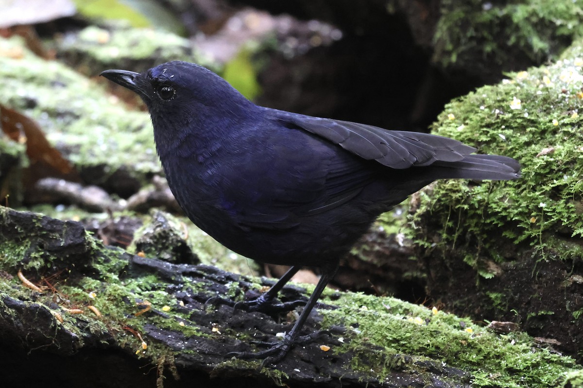 Javan Whistling-Thrush - ML622153877