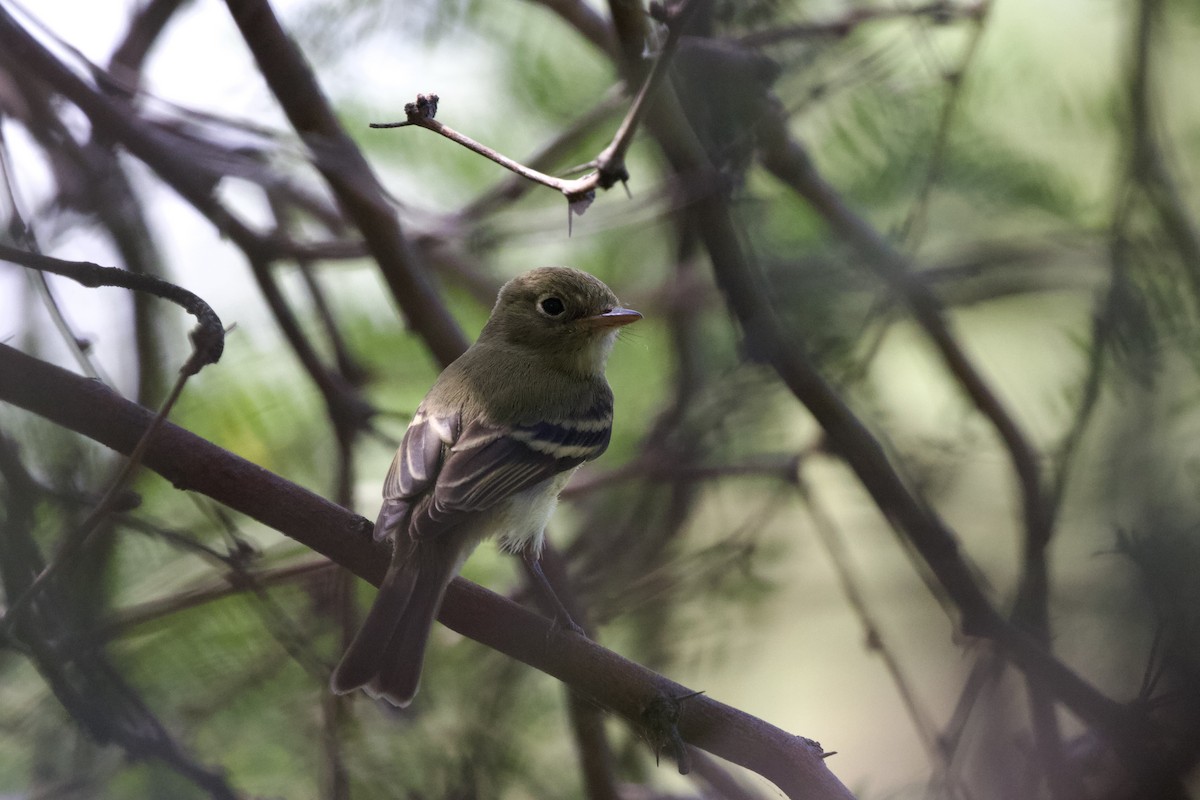 Western Flycatcher (Pacific-slope) - ML622153878