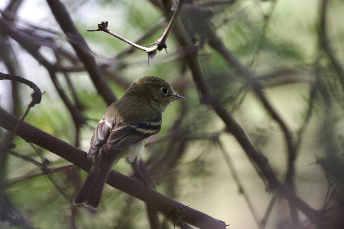 Western Flycatcher (Pacific-slope) - ML622153879