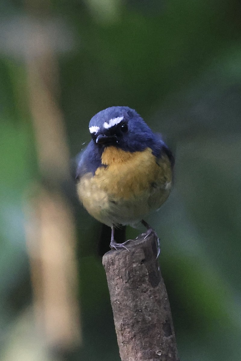 Snowy-browed Flycatcher - ML622153880