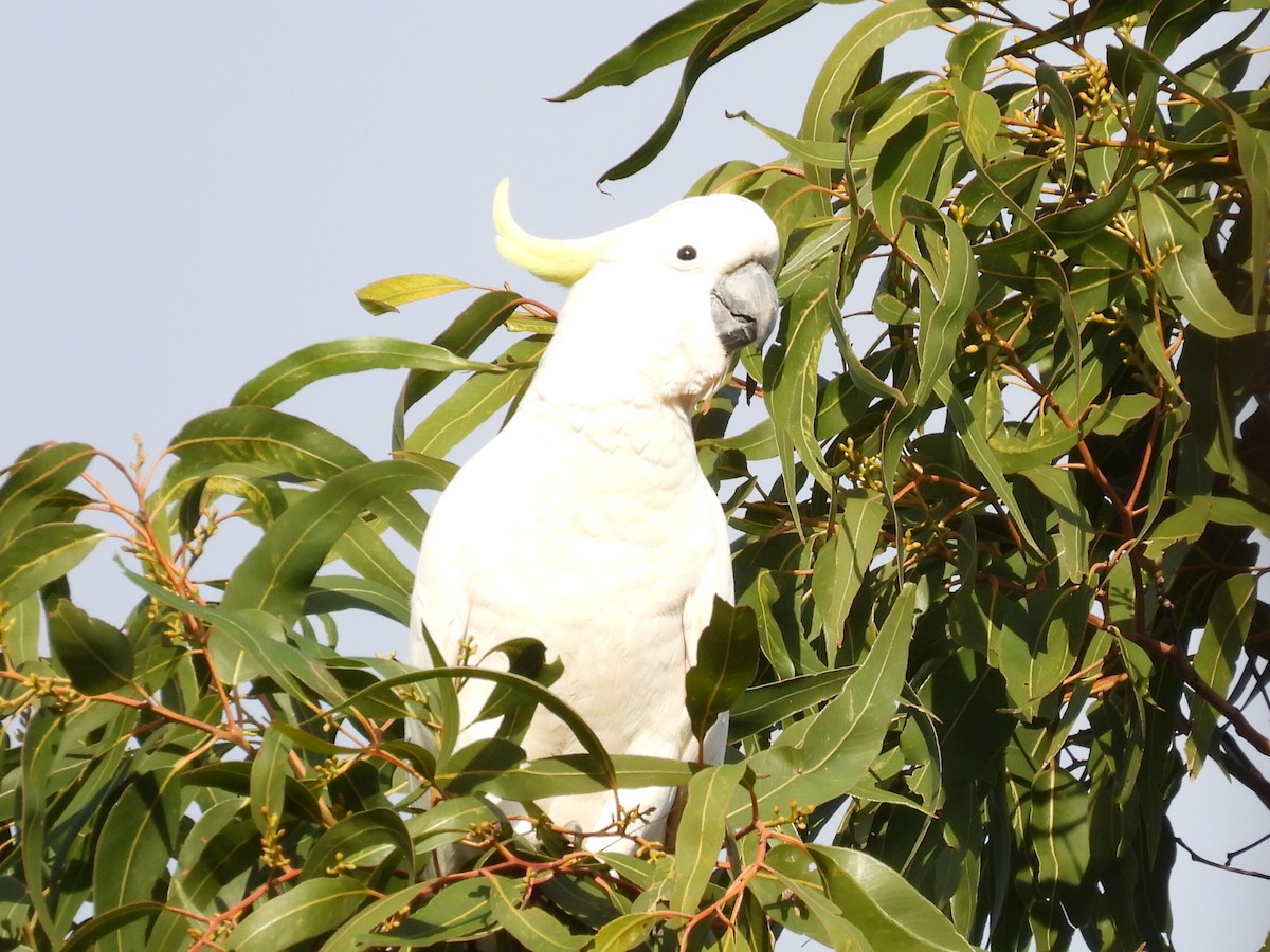 Sulphur-crested Cockatoo - ML622153881