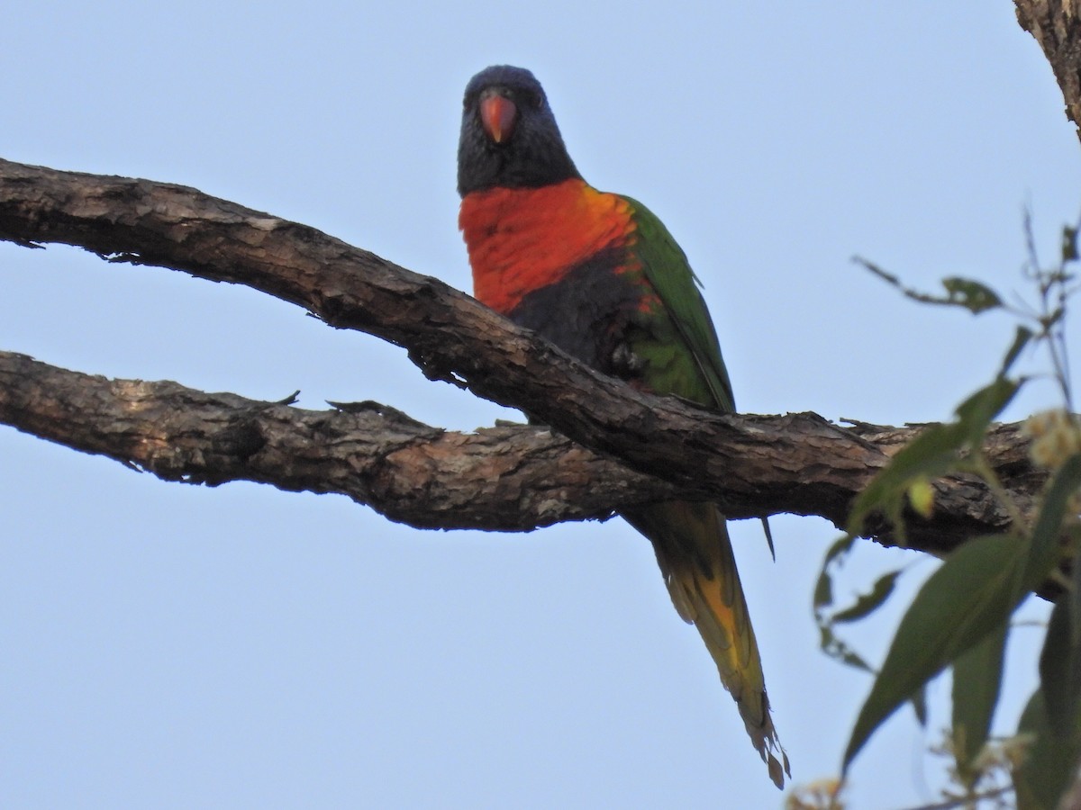 Rainbow Lorikeet - ML622153884