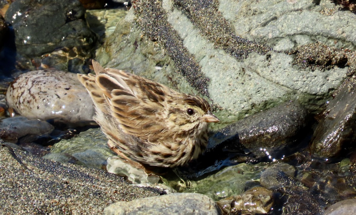 Savannah Sparrow - ML622153885