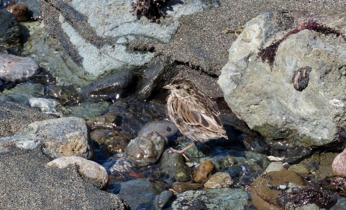 Savannah Sparrow - Petra Clayton