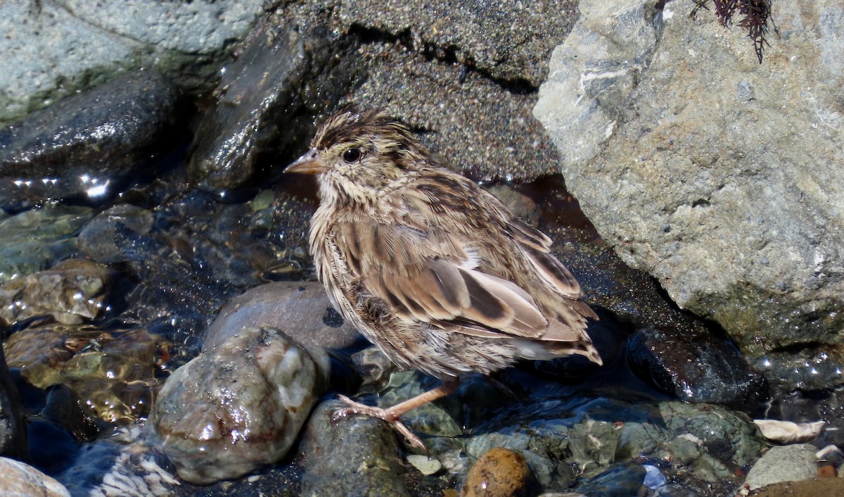 Savannah Sparrow - ML622153887