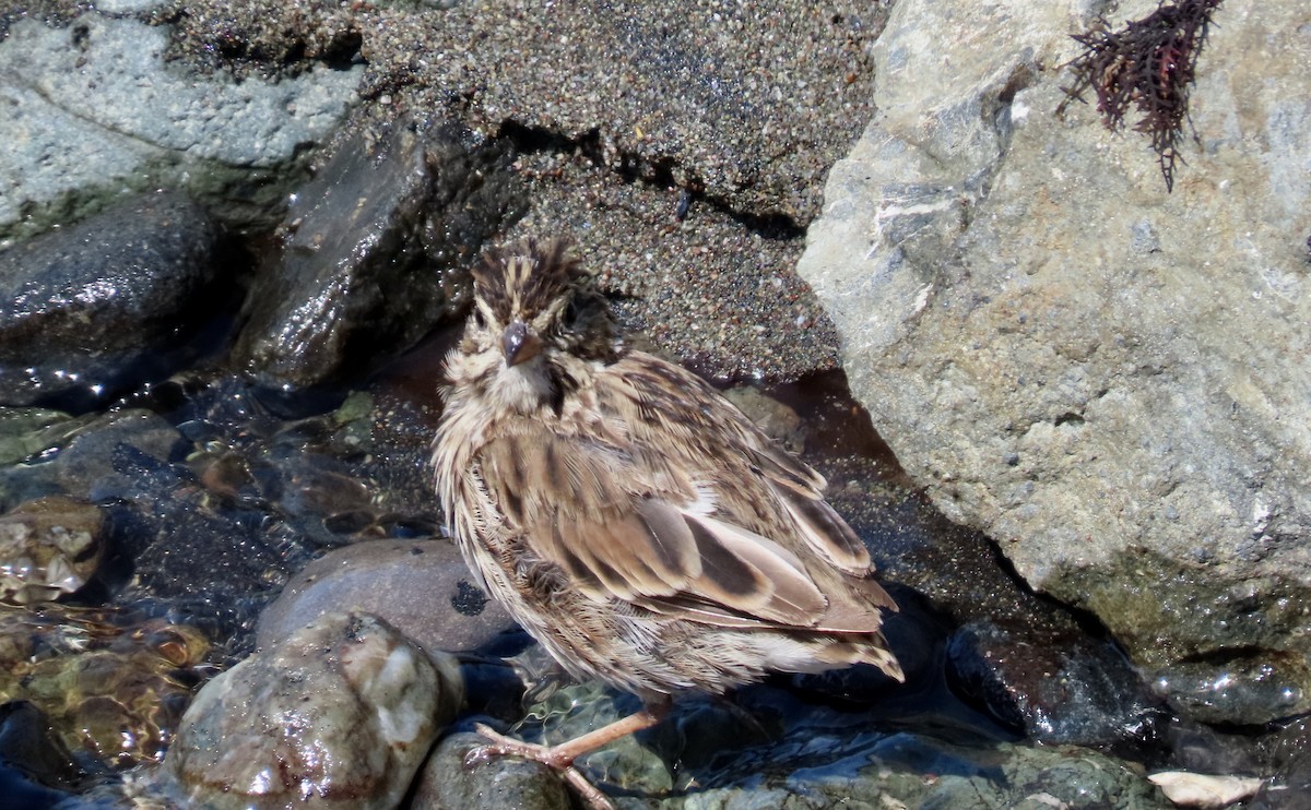 Savannah Sparrow - ML622153888