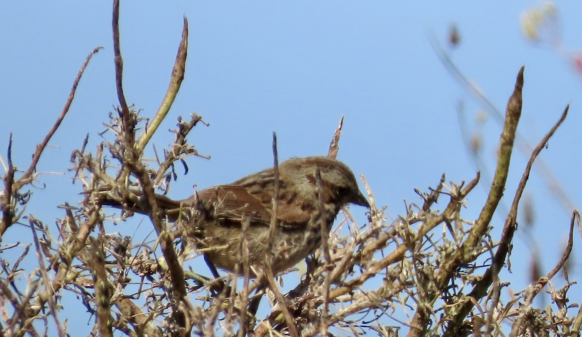 Song Sparrow - ML622153891