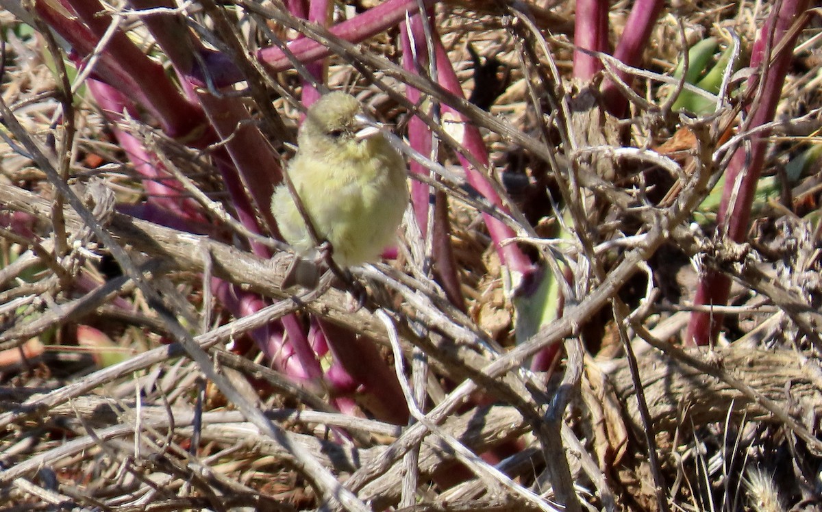 Lesser Goldfinch - ML622153893