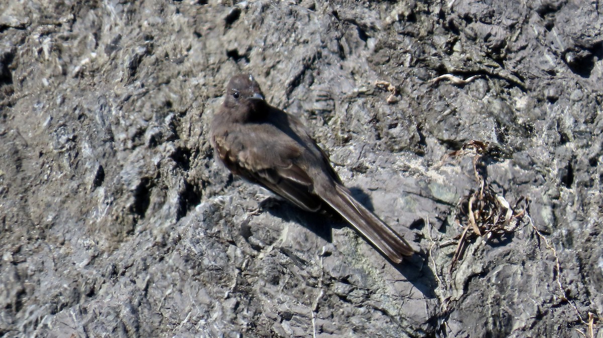 Black Phoebe - ML622153894