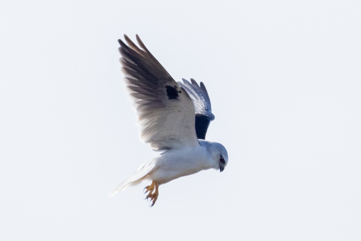 Black-shouldered Kite - Richard and Margaret Alcorn