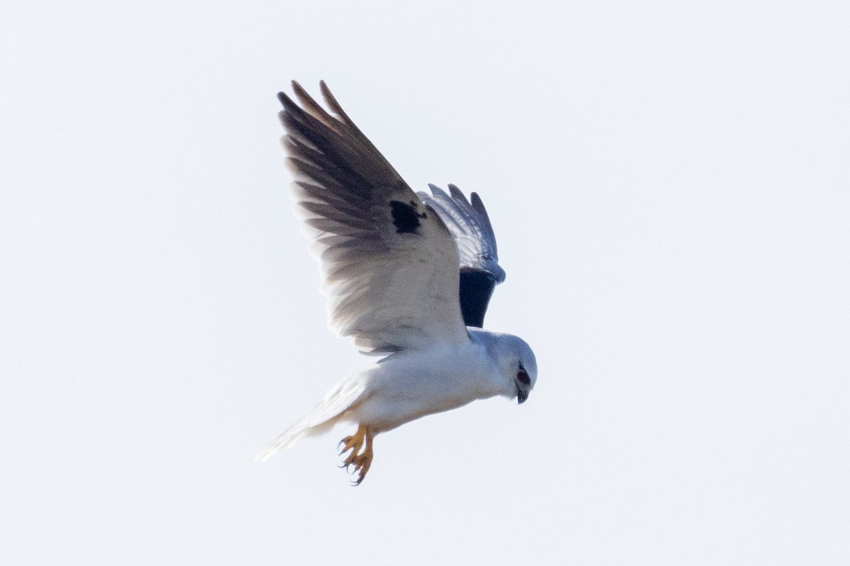 Black-shouldered Kite - ML622153896