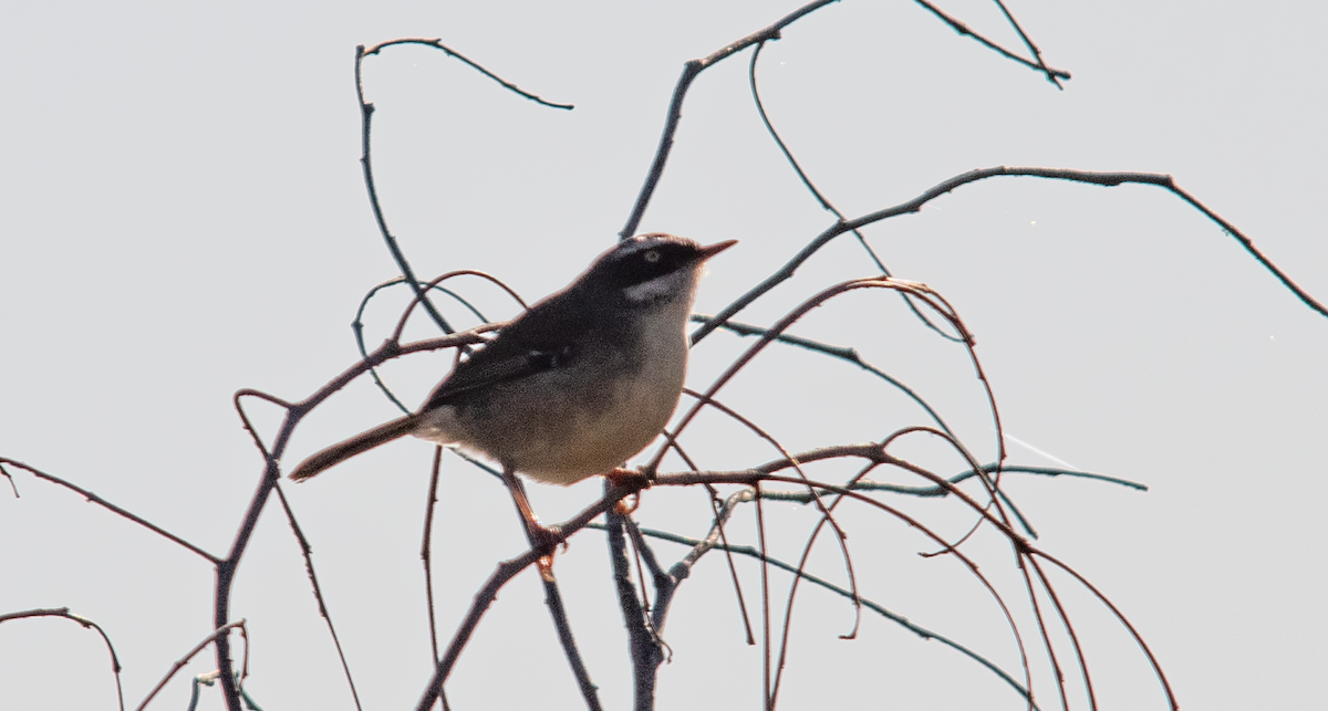 White-browed Scrubwren - ML622153899