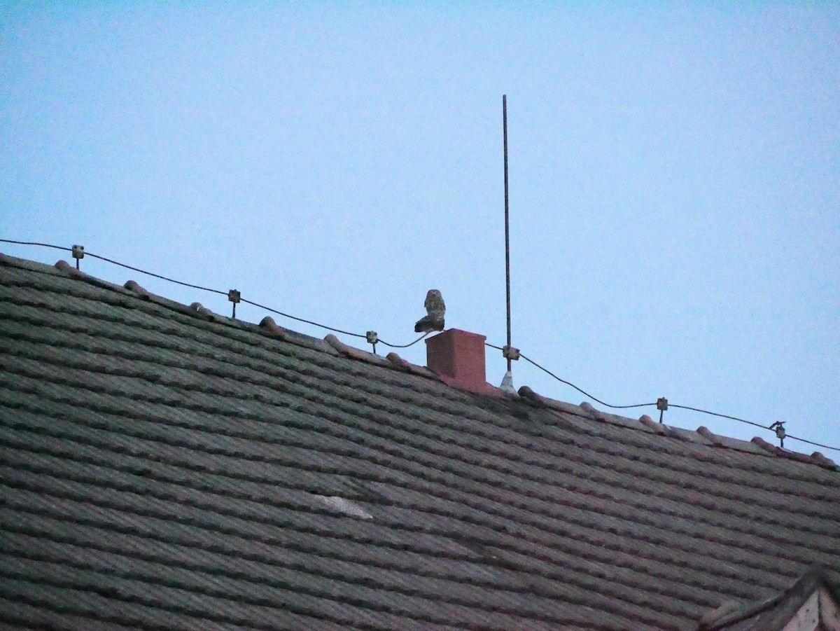 Little Owl - Anna Hradská