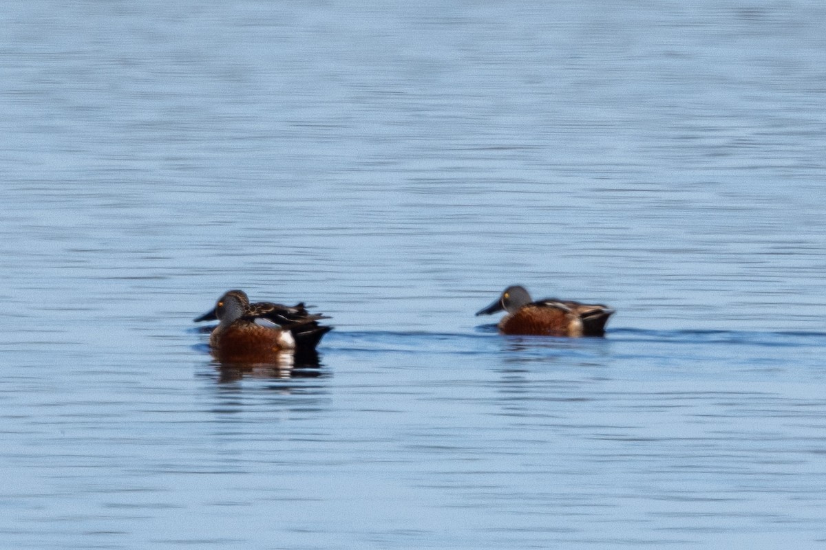 Australasian Shoveler - Richard and Margaret Alcorn