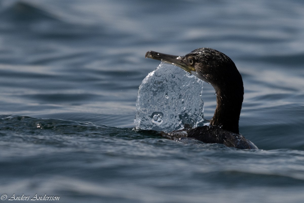 European Shag - Anders Andersson