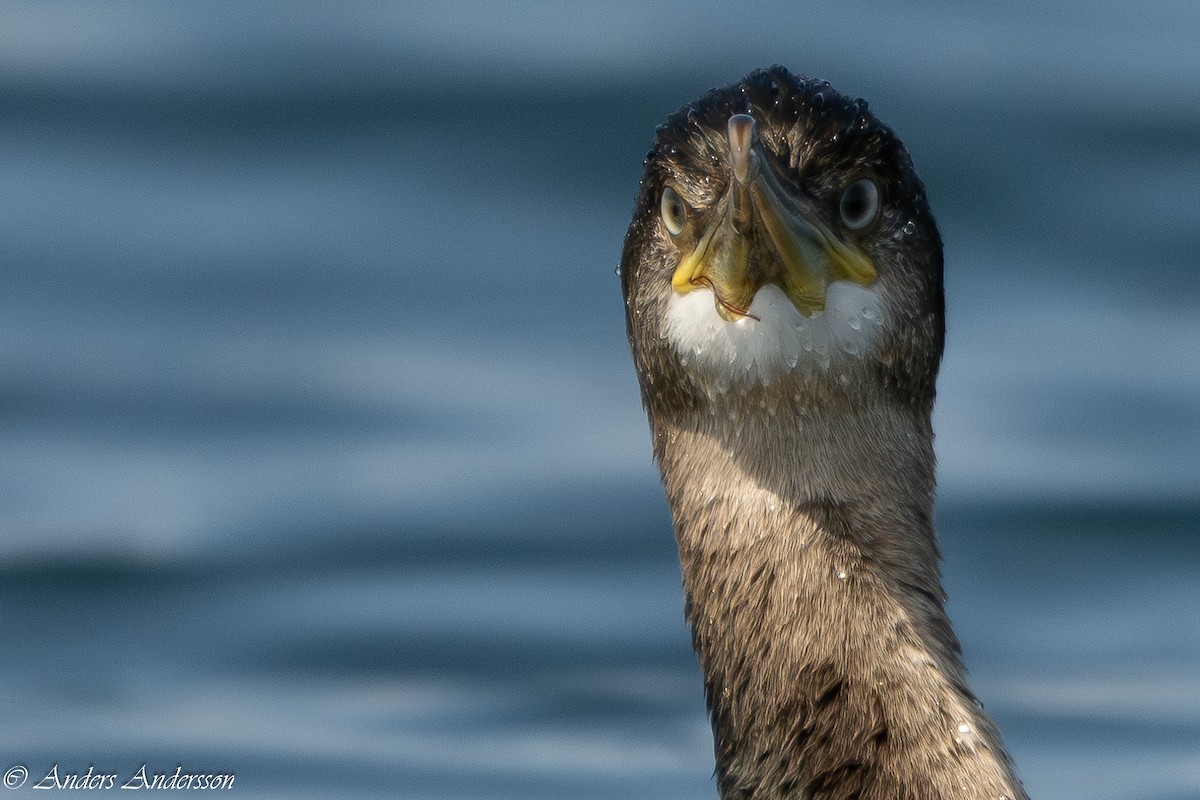 European Shag - Anders Andersson