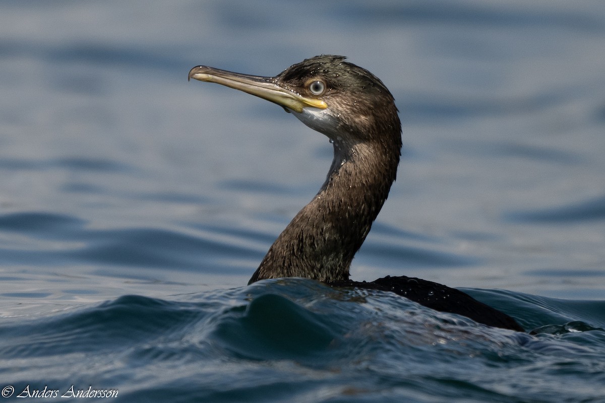 European Shag - Anders Andersson