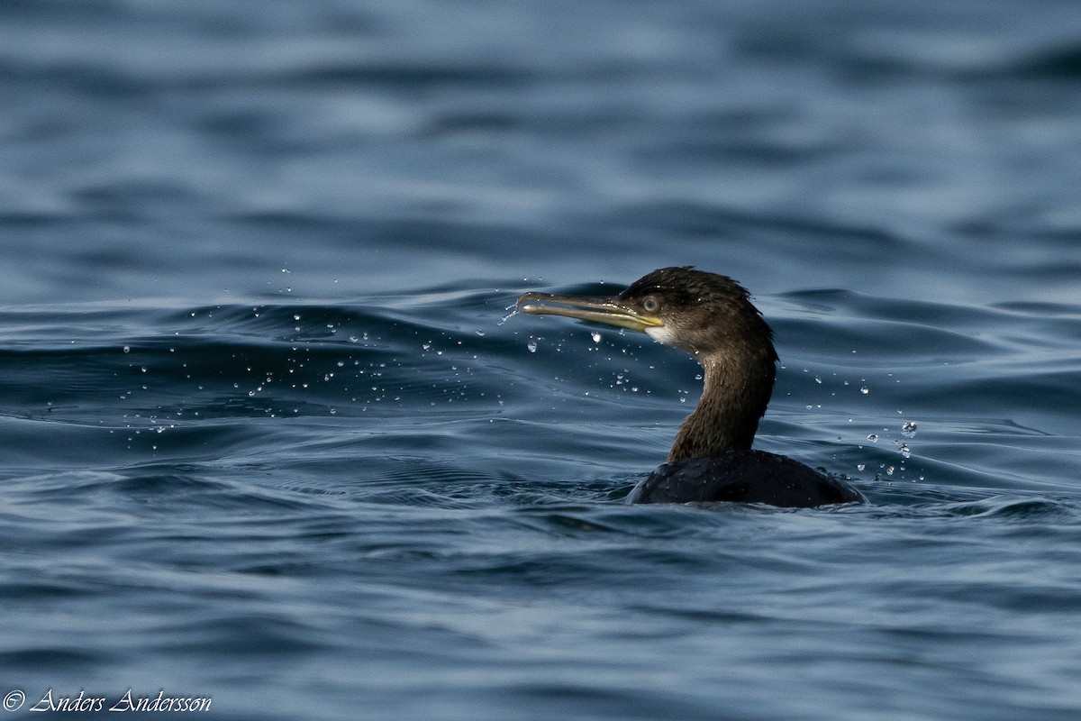 European Shag - Anders Andersson