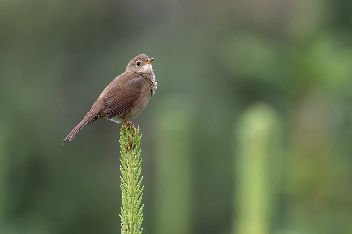 Chinese Bush Warbler - Summer Wong China Bird Tours