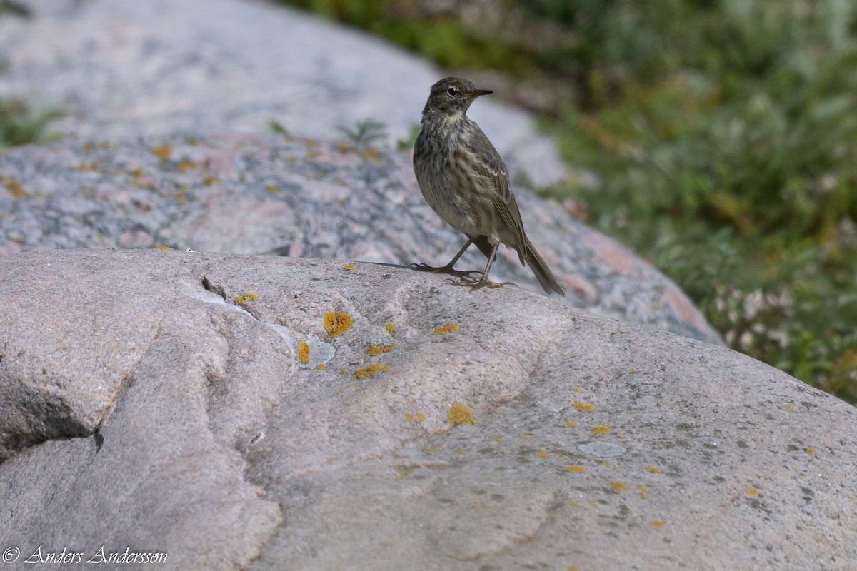 Rock Pipit - Anders Andersson