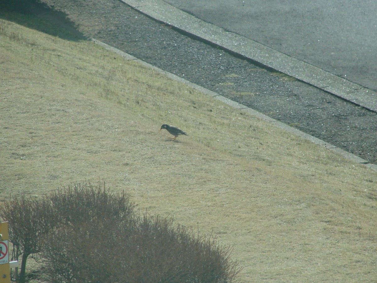 White-cheeked Starling - ML622153956