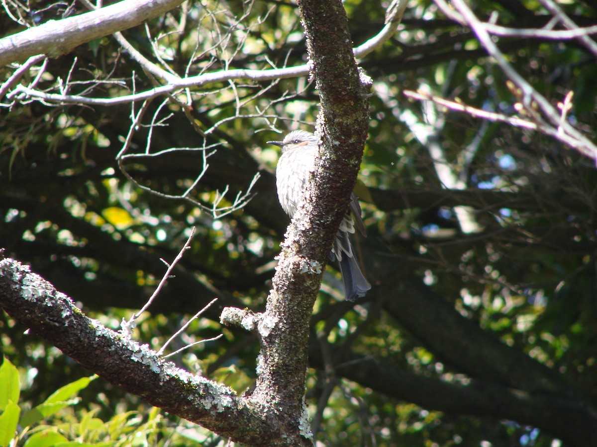 Brown-eared Bulbul - Andrew Bishop