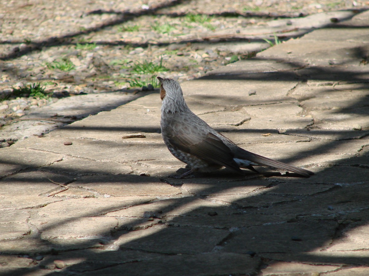 Bulbul à oreillons bruns - ML622153961