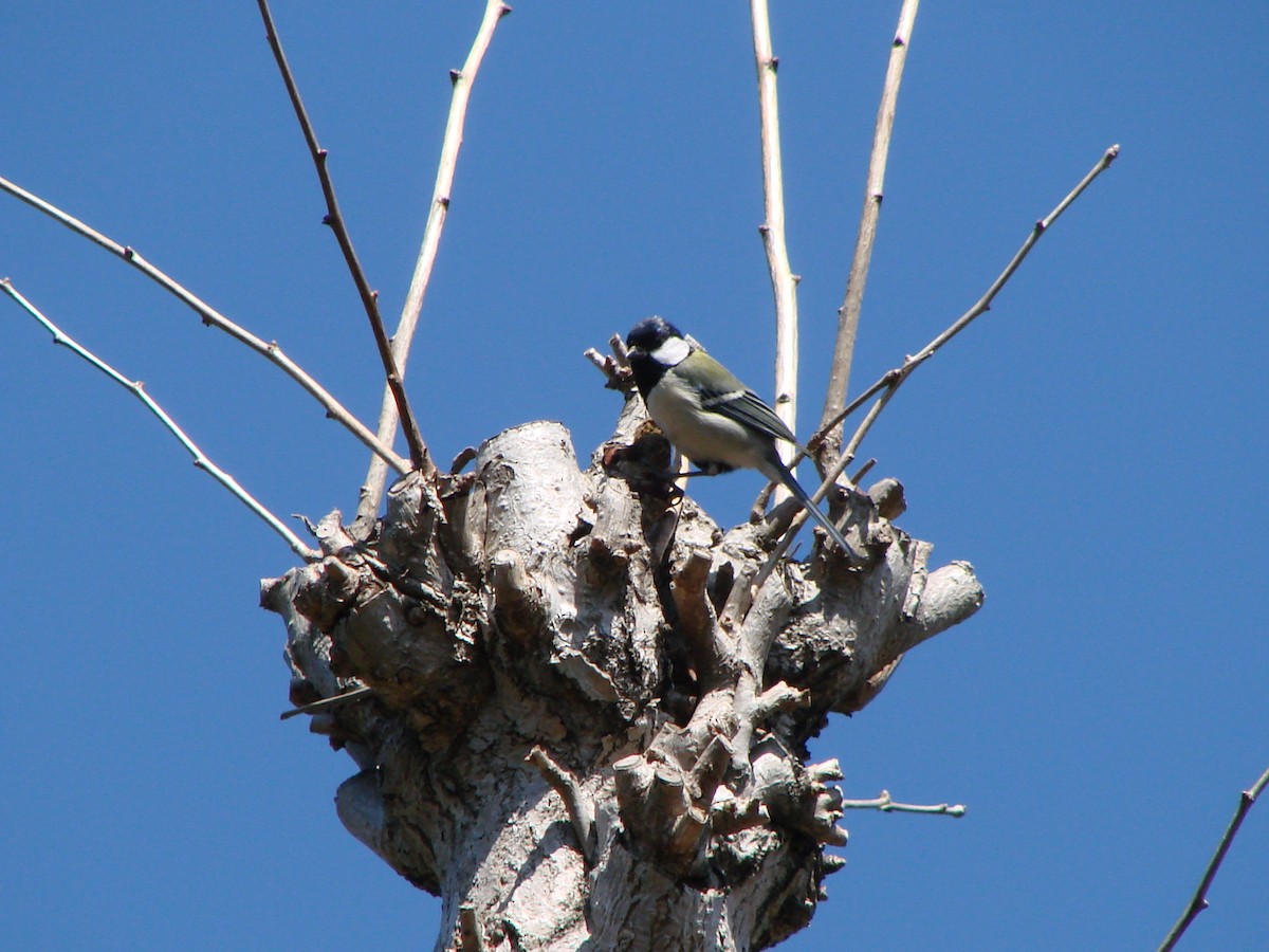 Japanese Tit - ML622153964