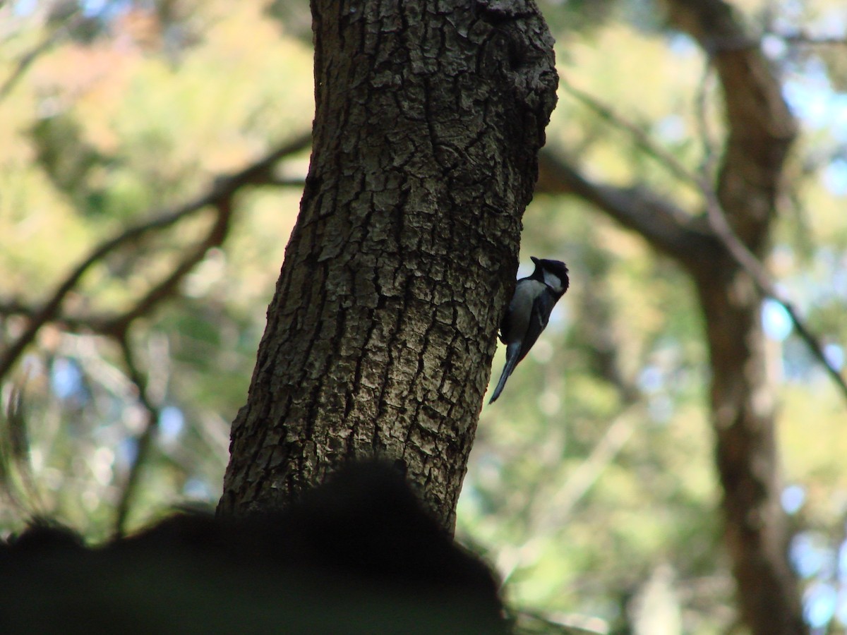 Coal Tit - ML622153966