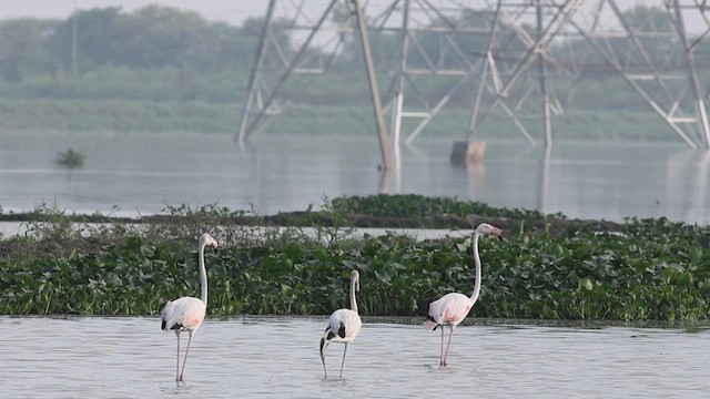 Greater Flamingo - ML622153970