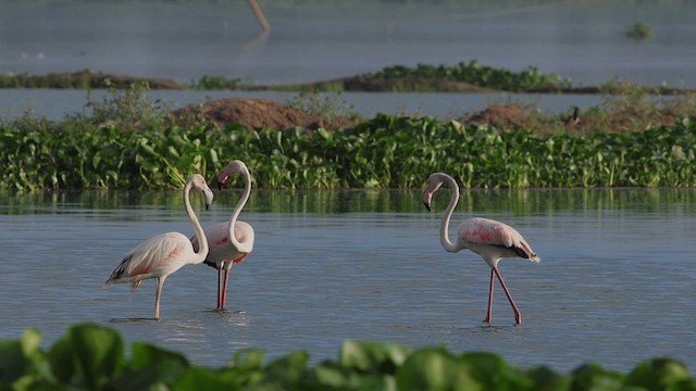 Greater Flamingo - ML622153973