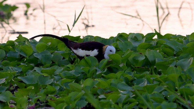 Jacana à longue queue - ML622153980