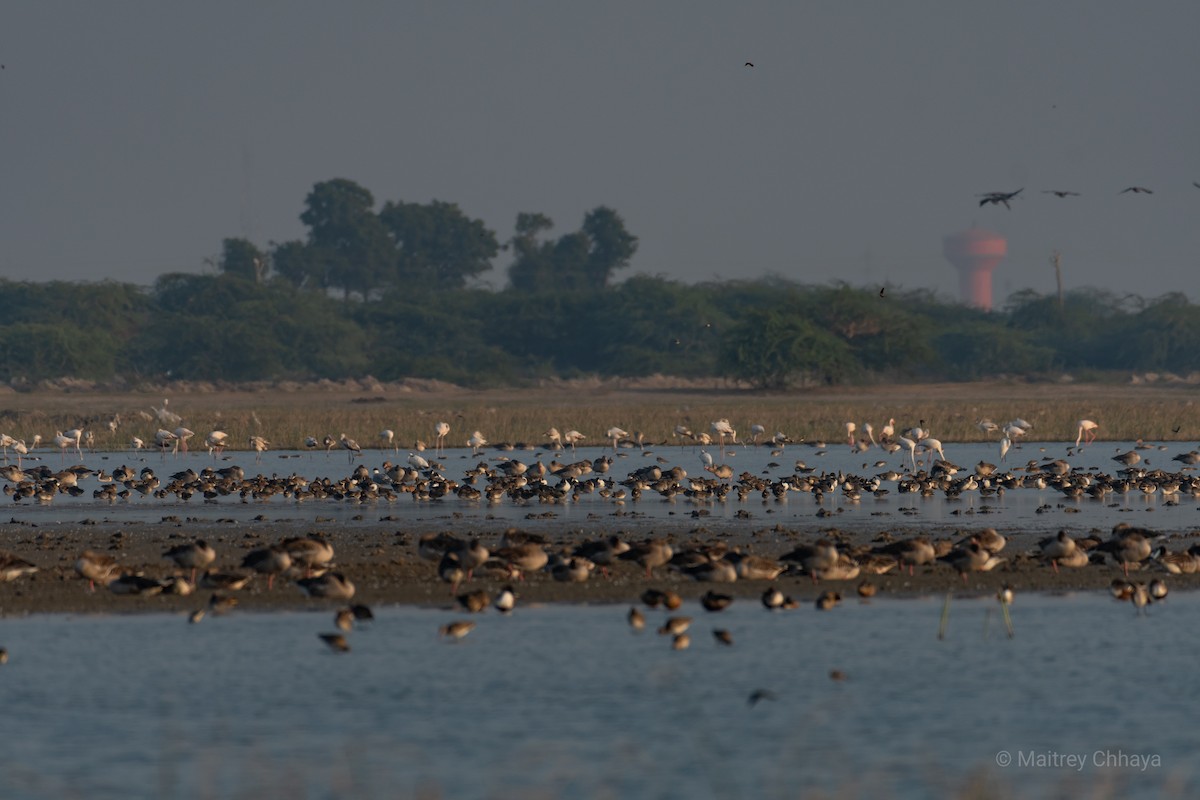 Northern Shoveler - Maitrey Chhaya