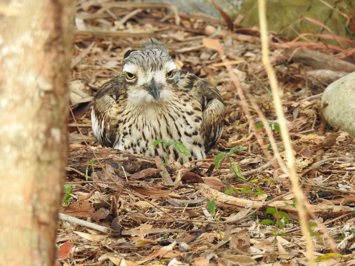 Bush Thick-knee - ML622154037