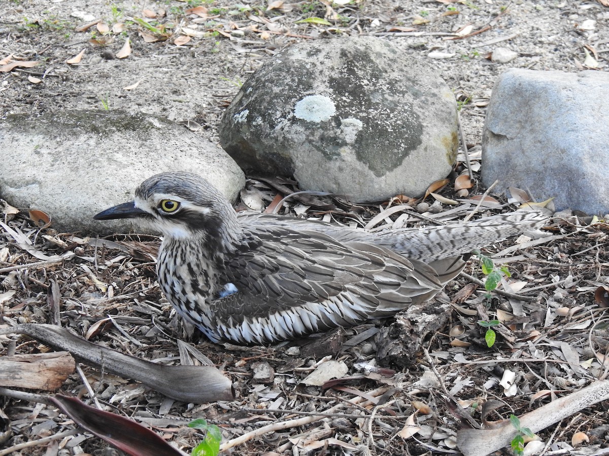 Bush Thick-knee - ML622154039