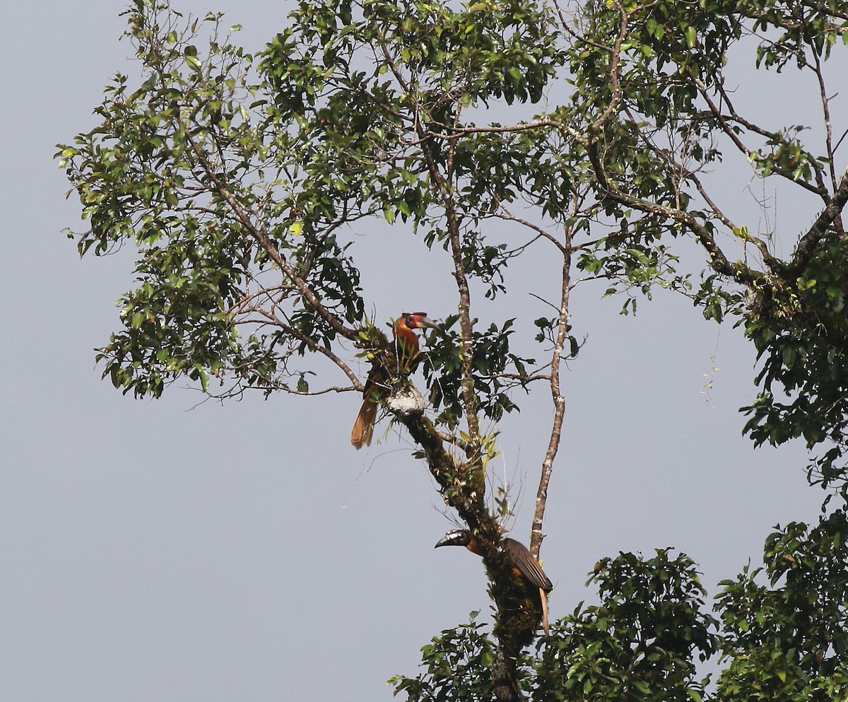 Rufous Hornbill - ML622154041