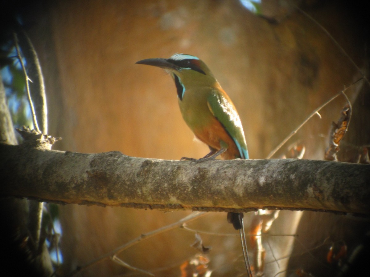 Turquoise-browed Motmot - ML622154043