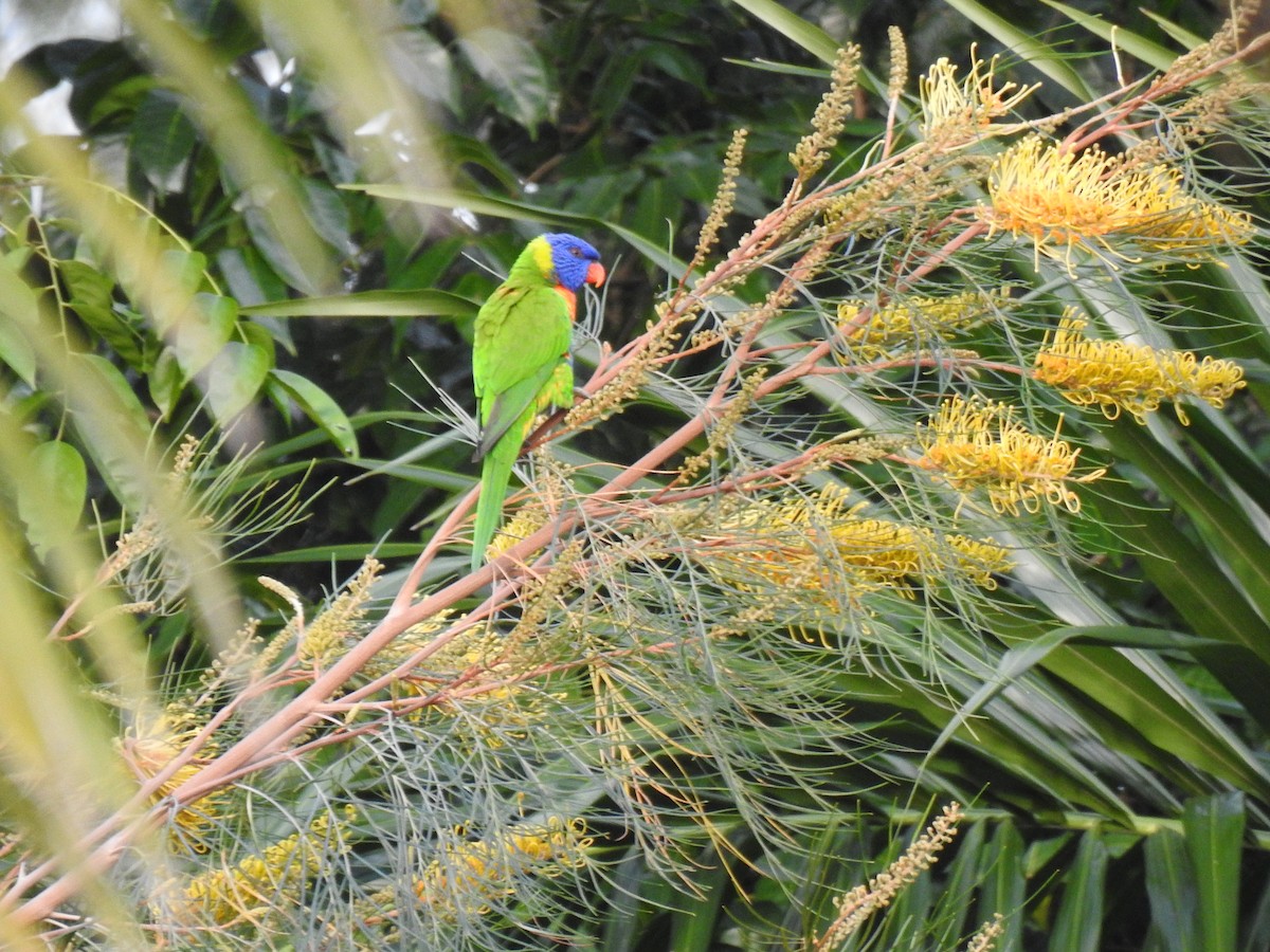 Rainbow Lorikeet - ML622154046