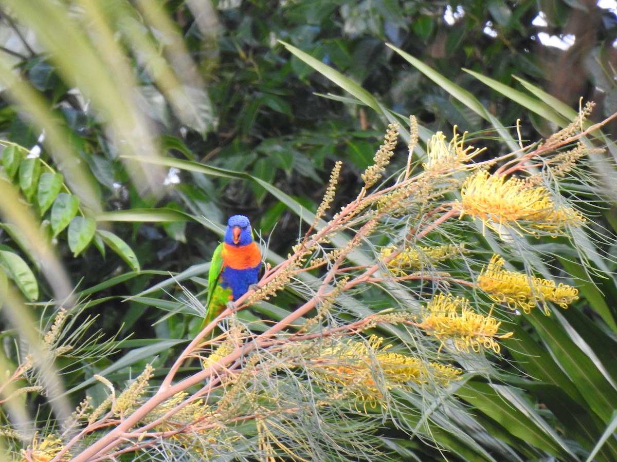 Rainbow Lorikeet - ML622154047